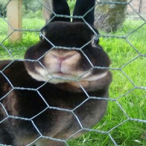 BWG18-22 Hexagonal Wire Mesh Reverse Twist Rabbit Wire Mesh