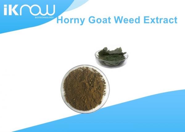 Quality Botanical Natural Epimedium Extract 10% Icariin Horny Goat Weed Extract Powder for sale
