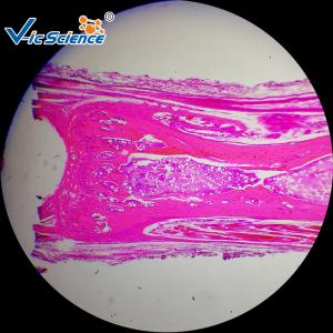 Wholesale 50 Pcs Histology Microscope Slides Histology Microscope Teaching Glass Slides Set from china suppliers