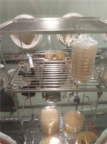 Quality Microbial Limit Test Usp Sterility Testing Of Pharmaceuticals 15 - 240rpm for sale
