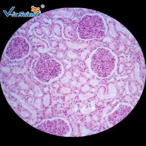 Wholesale Medicine Educational Pathology Microscope Slides / Human Pathology Glass Slides from china suppliers