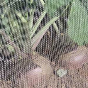 Wholesale Anti - Aphids Insect Mesh Netting 50*25 Mesh 100% HDPE Materials from china suppliers