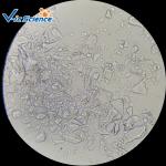 Specimen Biological 50pcs Microscope Glass Slides Set