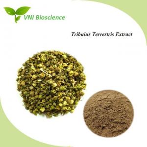 China Natural Herbal Extract Plant Powder Tribulus Terrestris Extract on sale