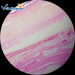 Microscope Teaching Glass Appendix Histology Slide 100pcs For College