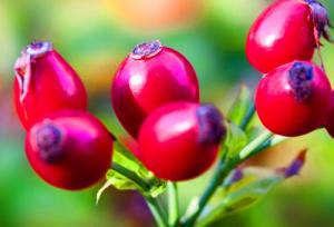 Wholesale Rose Hips Extract Powder with 5%-20% Rose Polyphenols--Rosa rugosa Thunb. from china suppliers